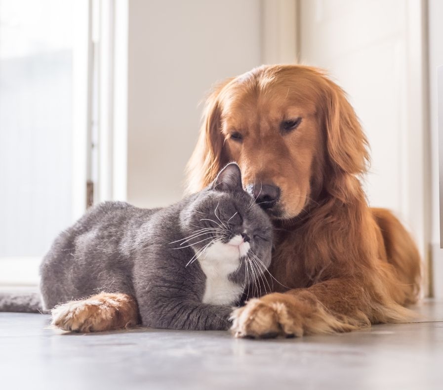 Um cachorro e um gato fofinhos